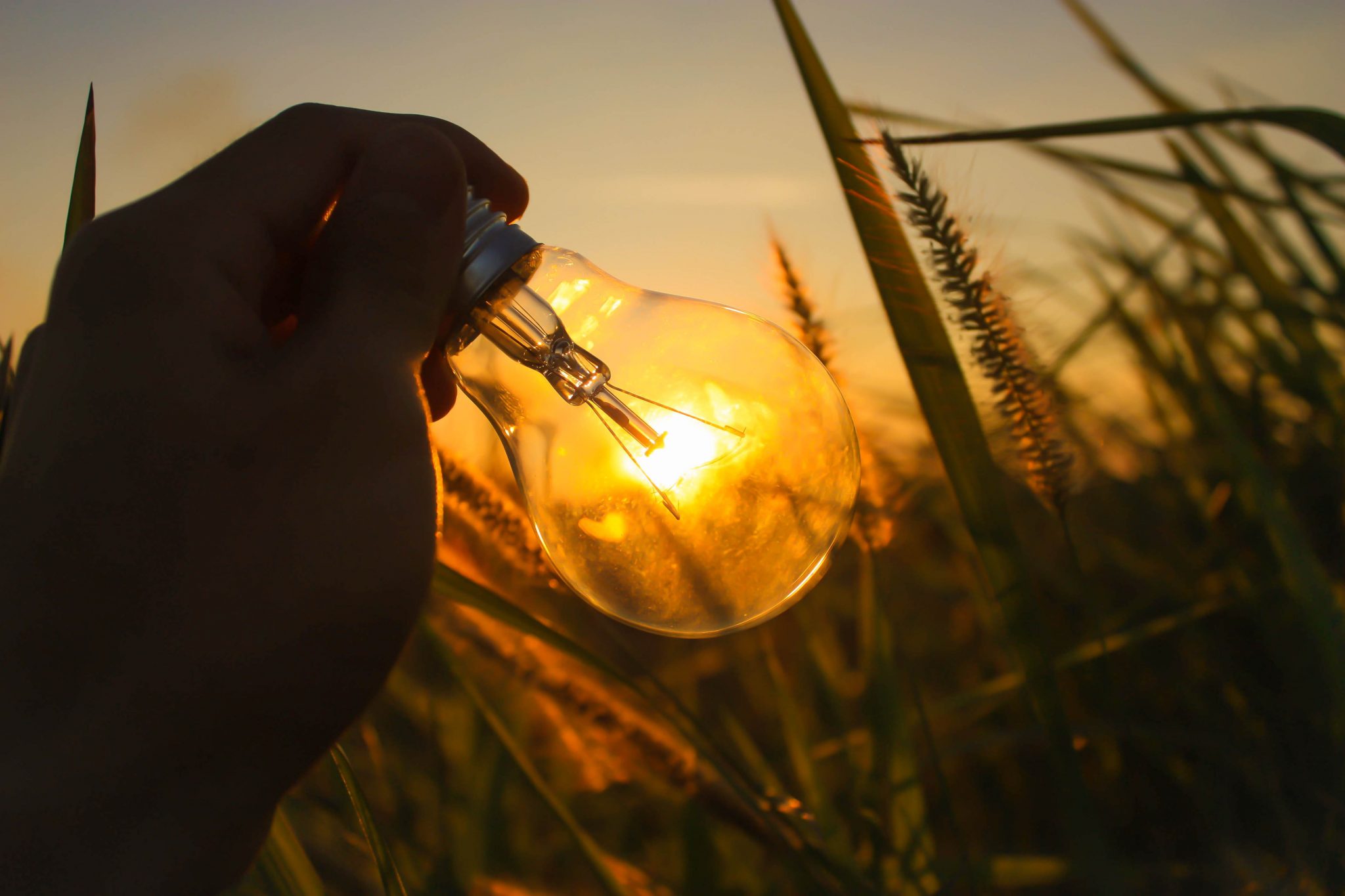 An incandescent bulb with the rising sun shining through it