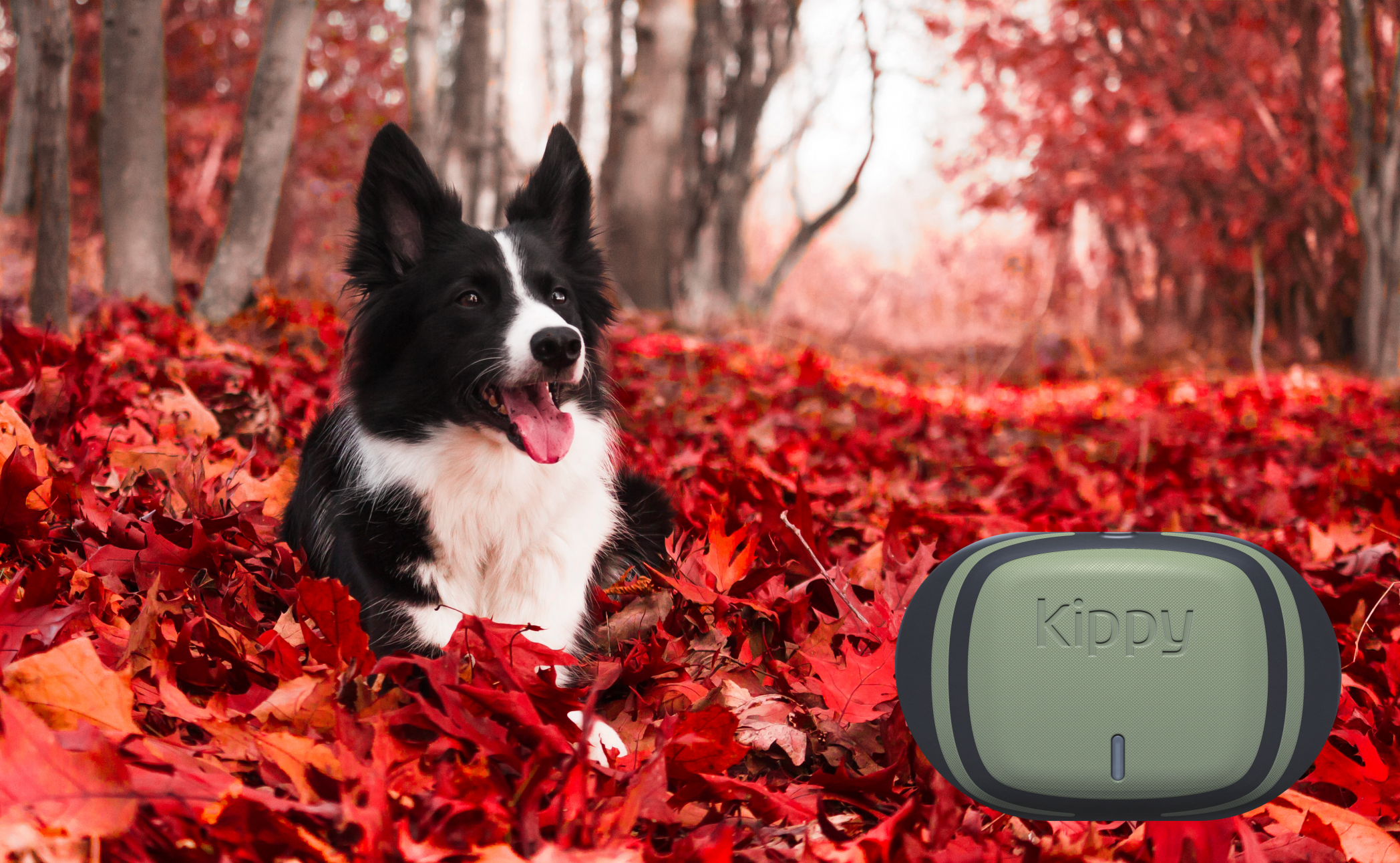 Collie dog lying in leaves with overlay of V-Pet tracker