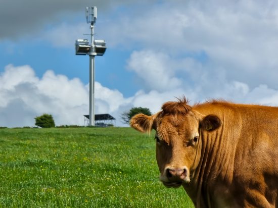 photo of a cow in front of the Vodafone self-powering mast at Eglwyswrw