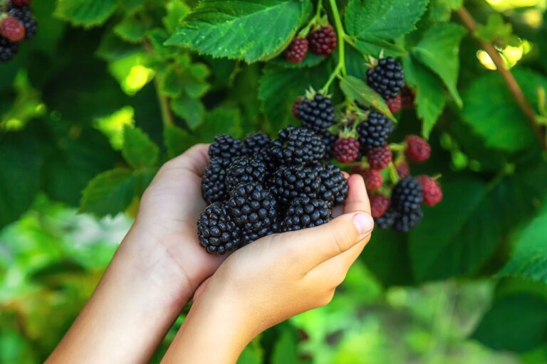 Child holding picked blackberries