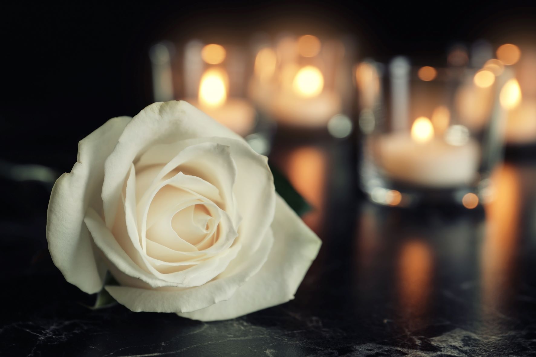 White rose with candles