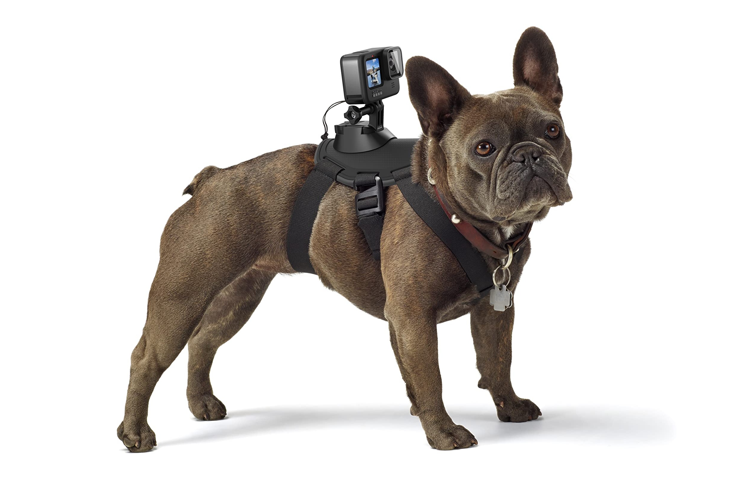 Best tech for pet lovers