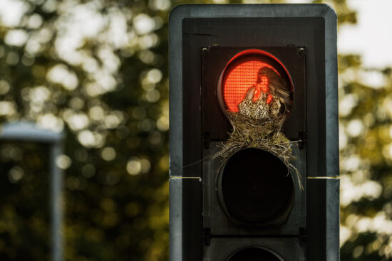 zoomed photo of mistle thrush birds nesting in a traffic light.