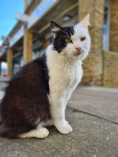 a Portrait mode photo of a cat taken using a Samsung Galaxy S20