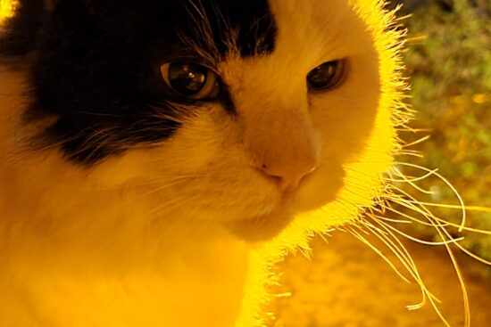 cropped photo of a cat taken at night using the Samsung Galaxy S20.