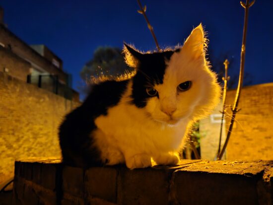 nighttime photo of a cat taken on the Samsung Galaxy S23 Ultra