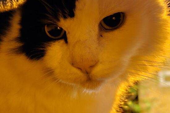 cropped close up photo of a cat taken at night using the Samsung Galaxy S23 Ultra