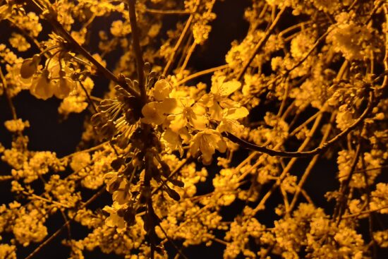 shot of spring blossoms taken using a Samsung Galaxy S20 at night