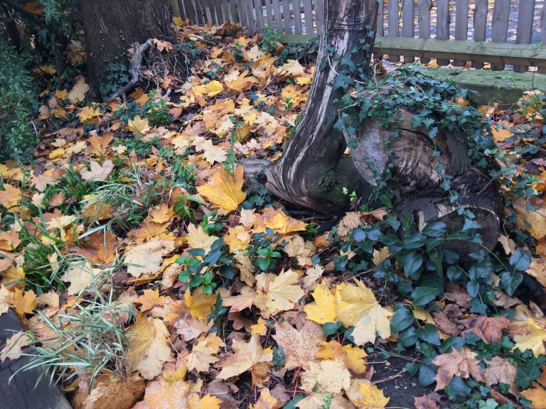 a short of autumnal leaves