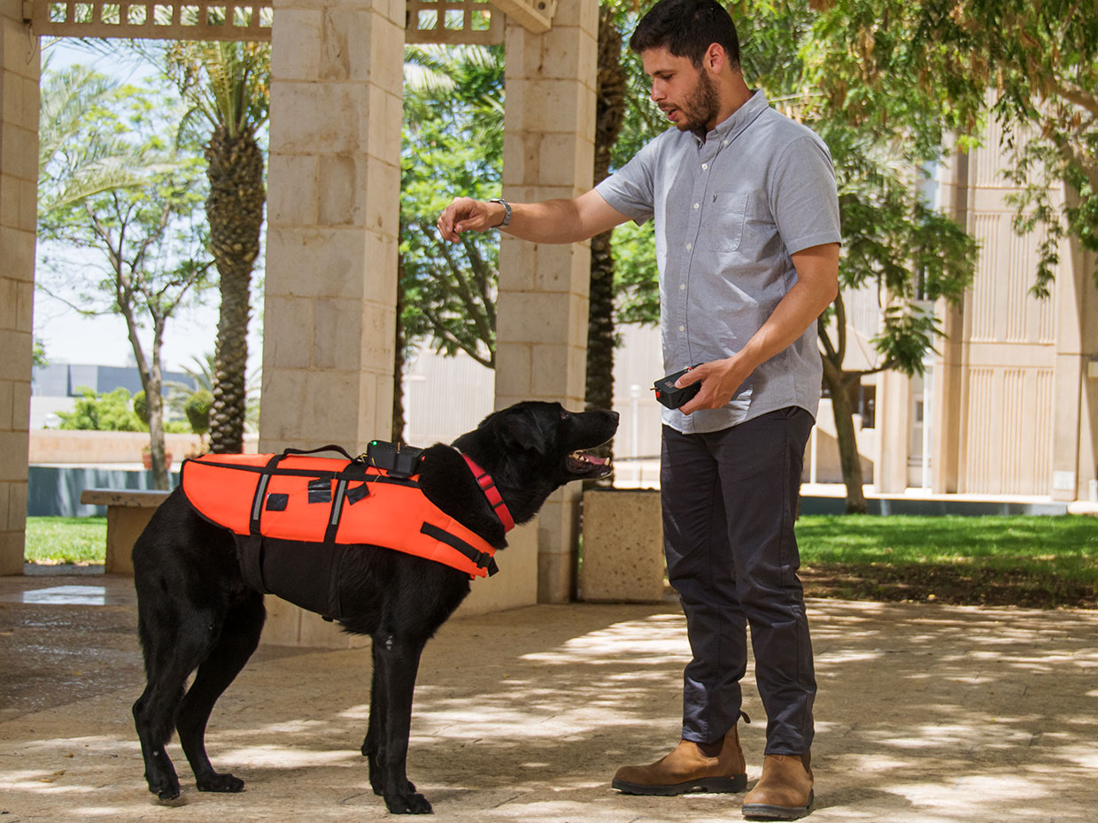 Researcher at ben Gurion University training haptic-vest wearing dog to respond to remote commands