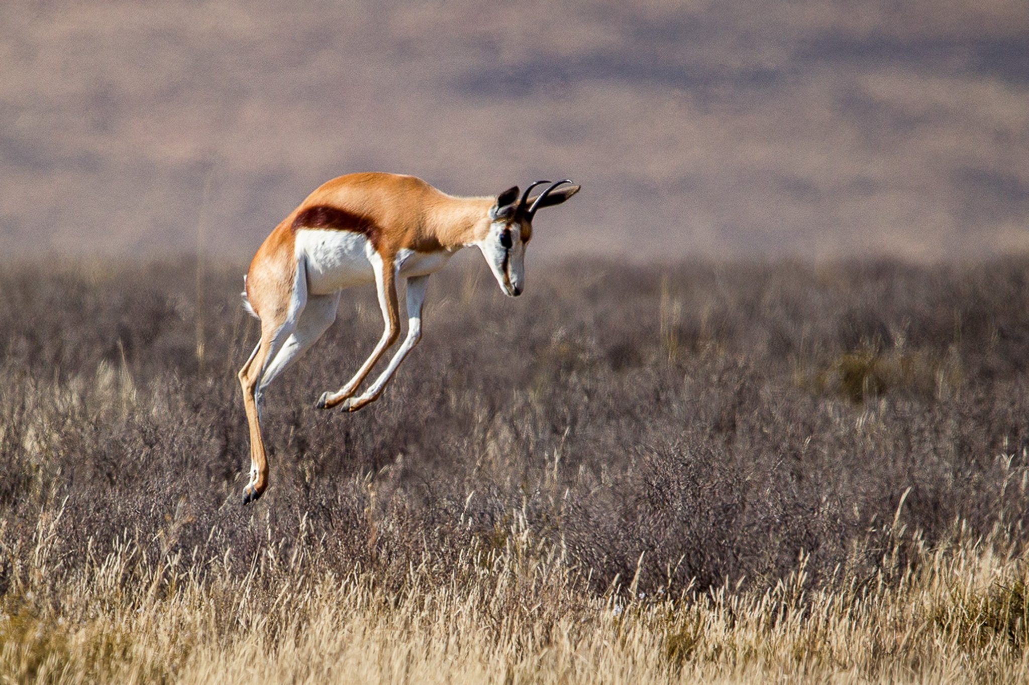 Springbok pronking