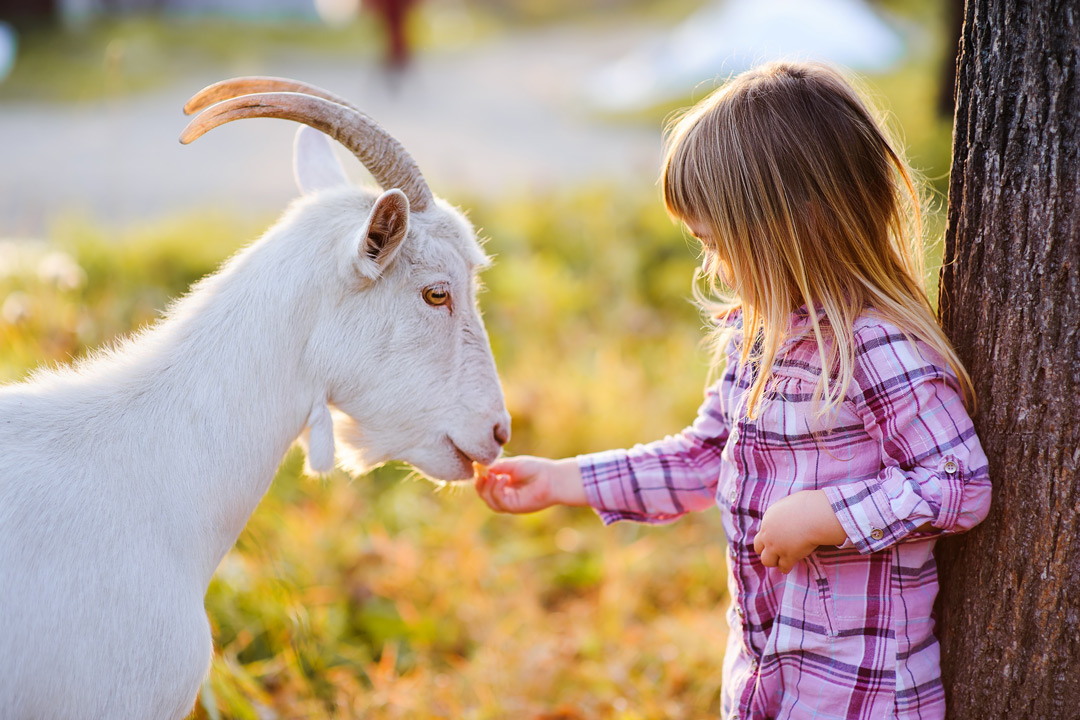 Young child feeding a goat.
