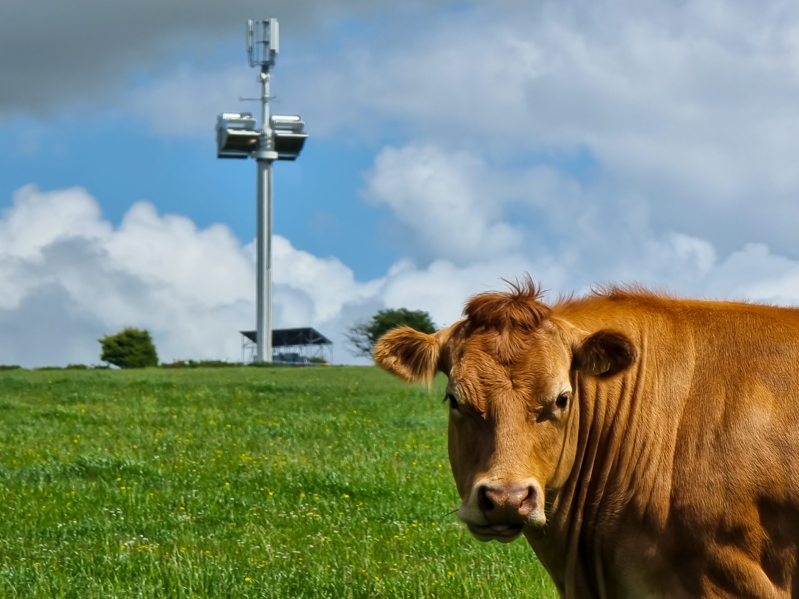 photo of a cow in front of the Vodafone self-powering mast at Eglwyswrw.