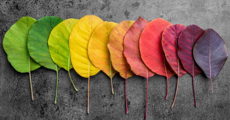Colourful Autumn leaves in a row on a table