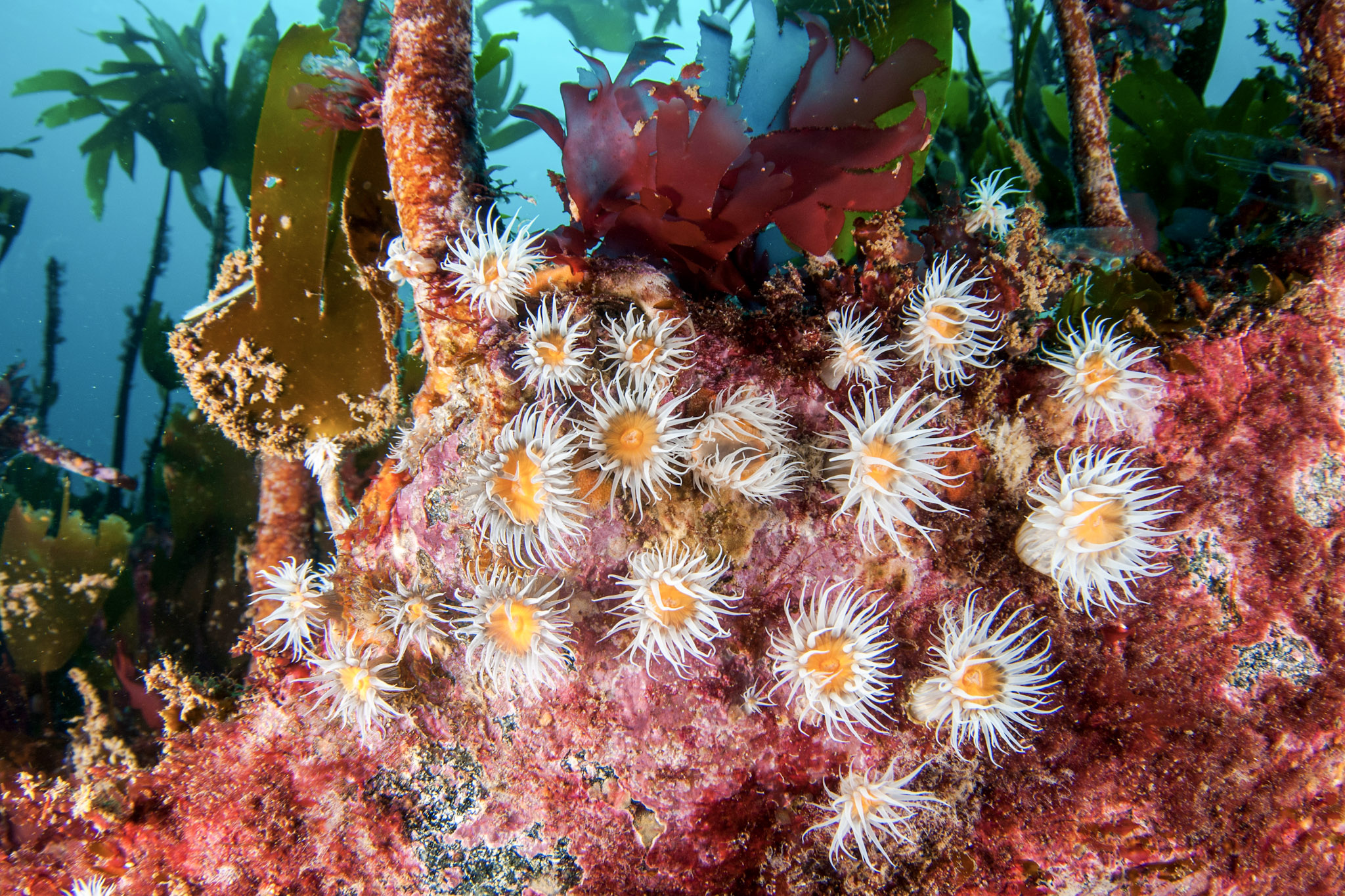 5-_WW1191858 photo of Anemones, Sagartia cnidaria, living amongst a kelp forest, North Rona, 45 miles off the northern tip of Lewis in the Outer Hebrides.