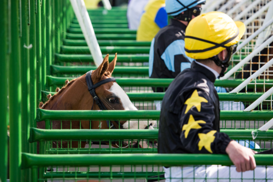 Close up view of race horse entering starting gate.