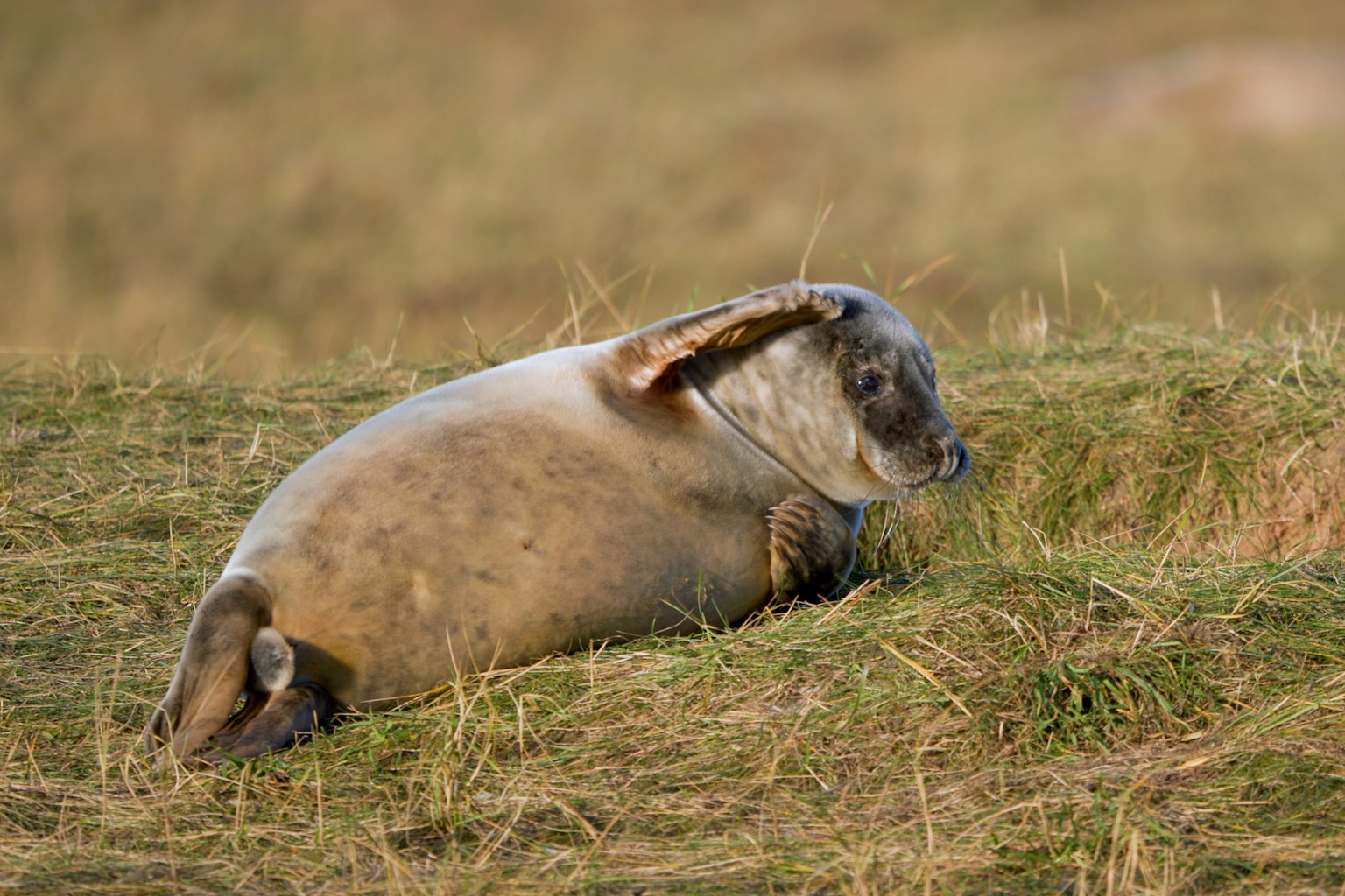 Seal on coast of Scotland.